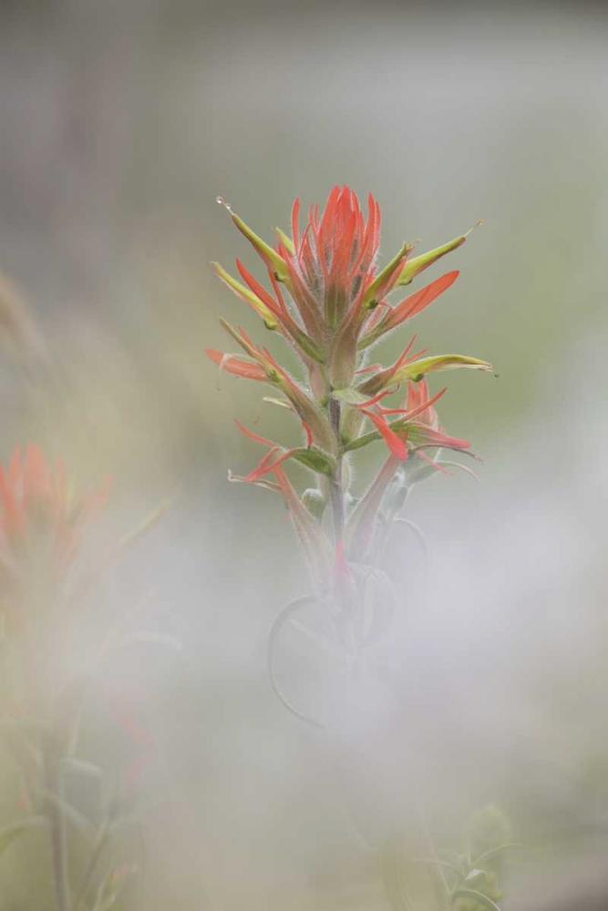CO, Pike NF Indian paintbrush in foggy meadow art print by Don Grall for $57.95 CAD