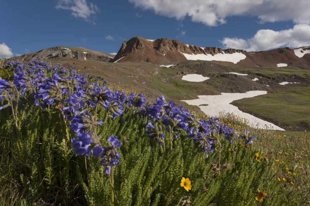 Colorado, San Juan Mts Flowers on Cinnamon Pass art print by Don Grall for $57.95 CAD