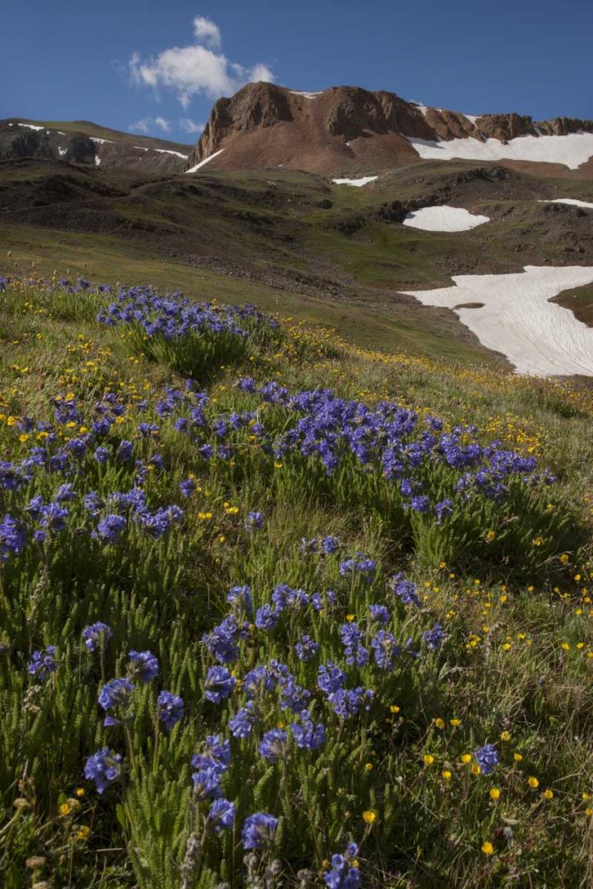 Colorado, San Juan Mts Flowers on Cinnamon Pass art print by Don Grall for $57.95 CAD