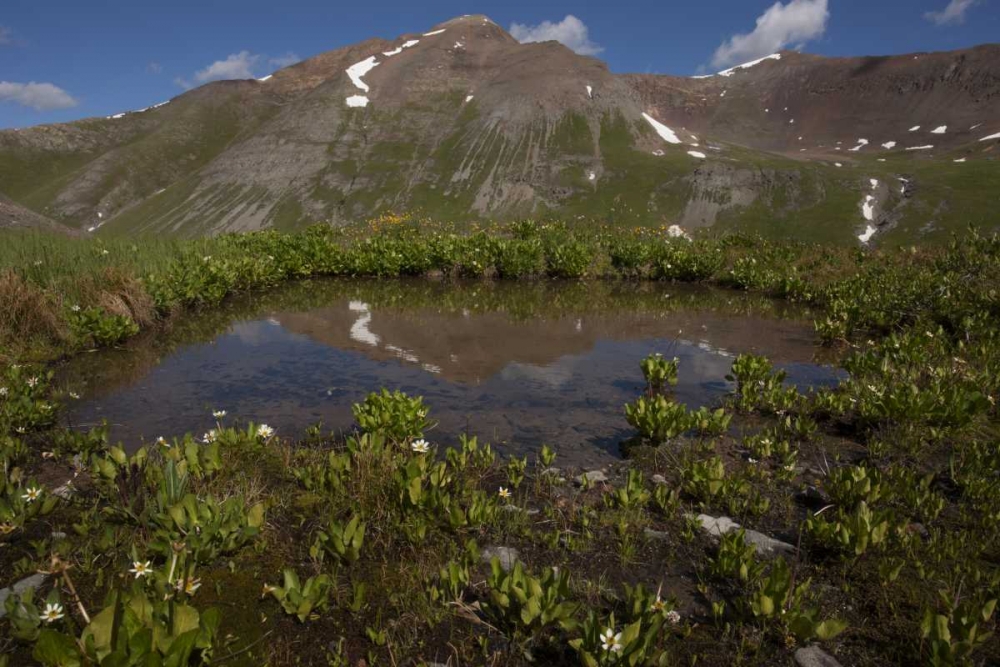 CO, San Juan Mts Pond lined with marsh marigold art print by Don Grall for $57.95 CAD