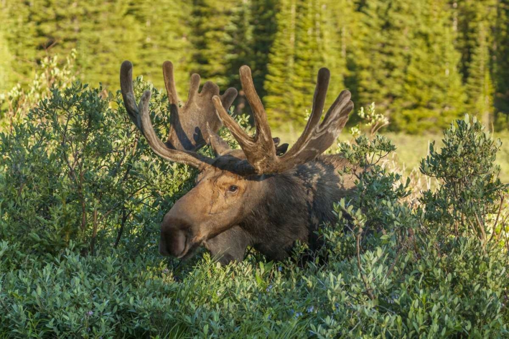 Colorado, Brainard Lake Moose in velvet antlers art print by Cathy and Gordon Illg for $57.95 CAD