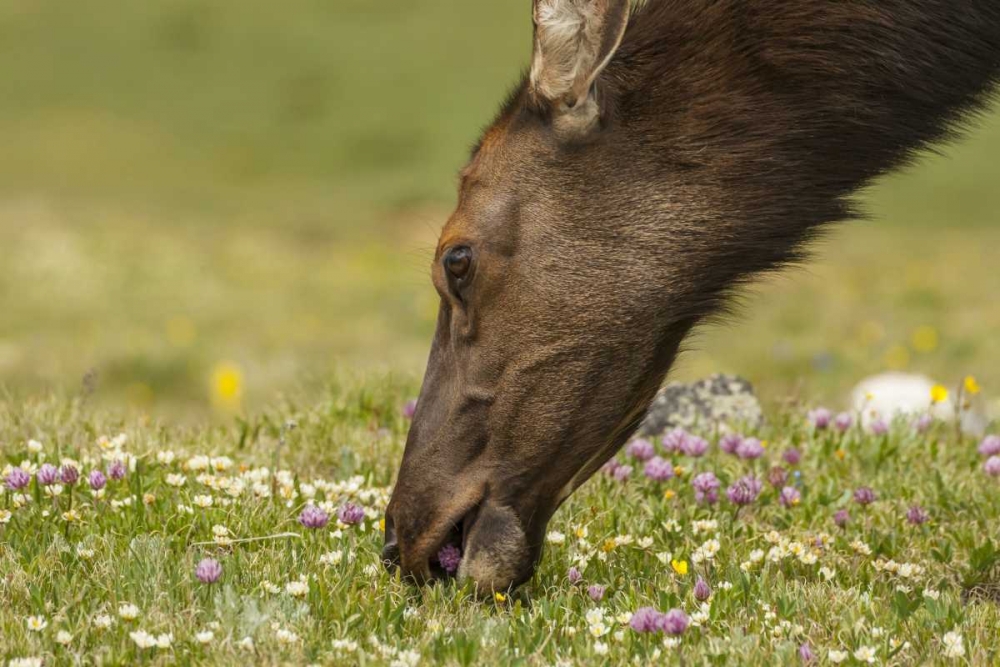 Colorado, Rocky Mountains Elk cow eating flowers art print by Cathy and Gordon Illg for $57.95 CAD