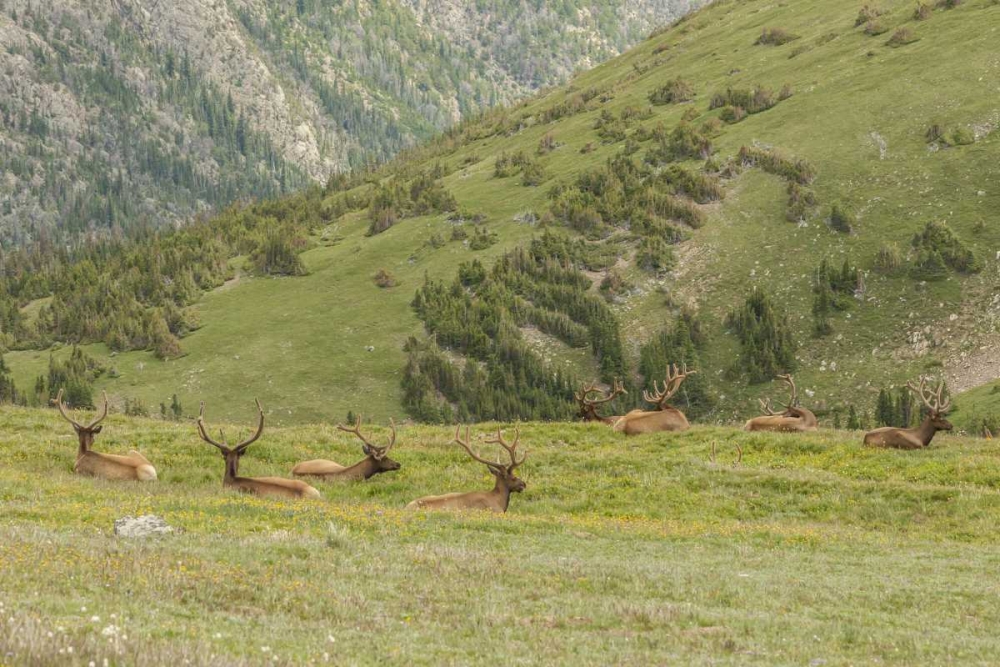 Colorado, Rocky Mts Bull elk in velvet resting art print by Cathy and Gordon Illg for $57.95 CAD