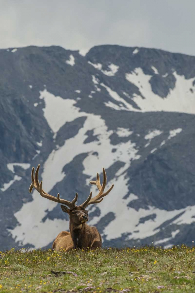 Colorado, Rocky Mts Bull elk in velvet resting art print by Cathy and Gordon Illg for $57.95 CAD