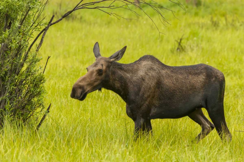 Colorado, Rocky Mts, moose cow standing in grass art print by Cathy and Gordon Illg for $57.95 CAD