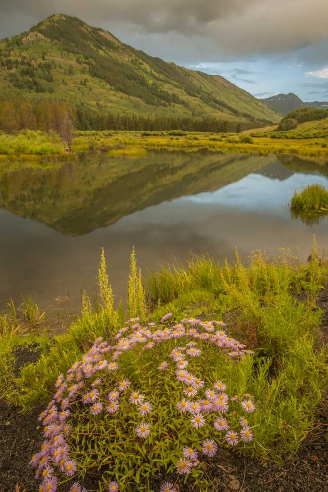CO, Gunnison NF Asters and pond art print by Cathy and Gordon Illg for $57.95 CAD