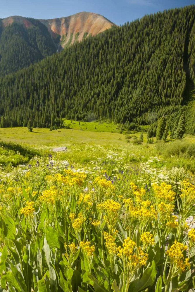 CO, San Juan Mts flowers and mountain landscape art print by Cathy and Gordon Illg for $57.95 CAD
