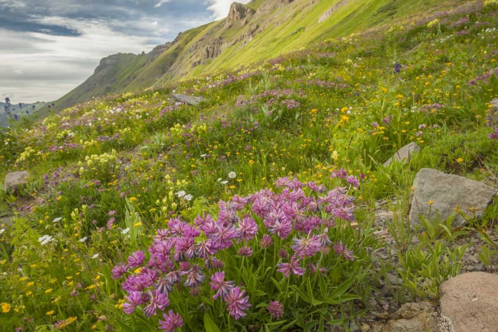Colorado, San Juan Mts flowers in Maggies Gulch art print by Cathy and Gordon Illg for $57.95 CAD