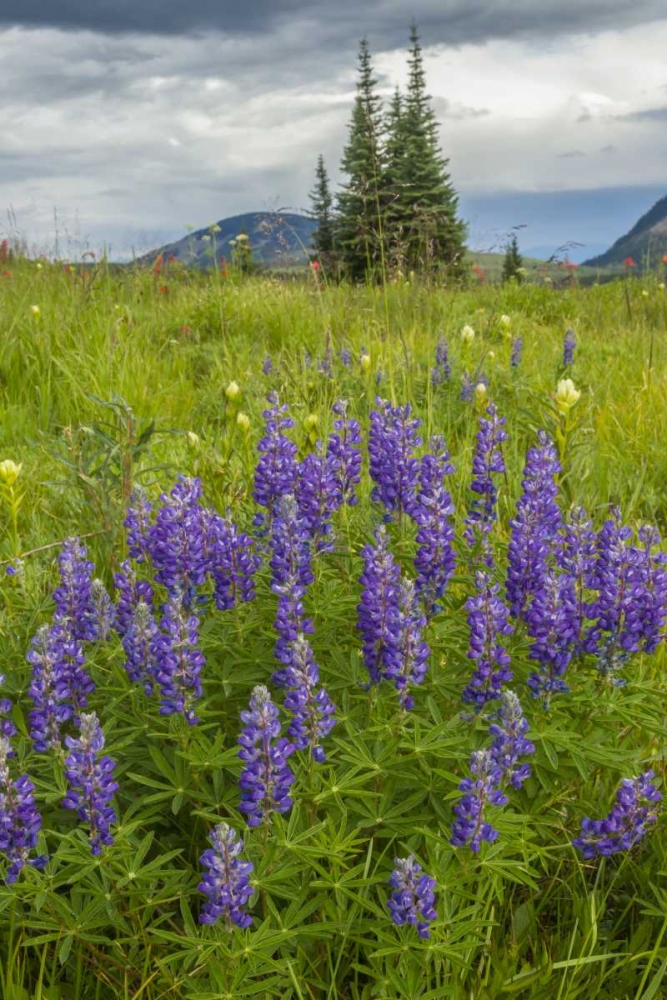 Colorado, Gunnison NF Lupine in mountain meadow art print by Cathy and Gordon Illg for $57.95 CAD