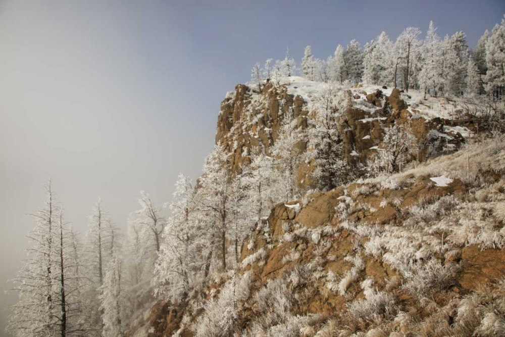 Colorado, Pike NF Hoarfrost on trees and grass art print by Don Grall for $57.95 CAD