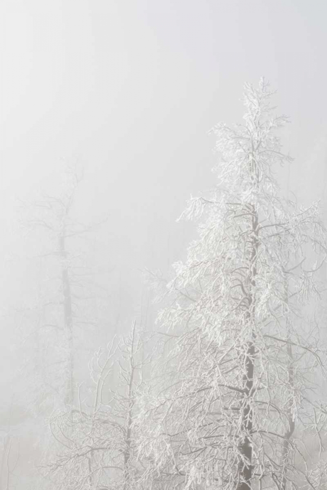 Colorado, Pike NF Trees with hoarfrost in fog art print by Don Grall for $57.95 CAD