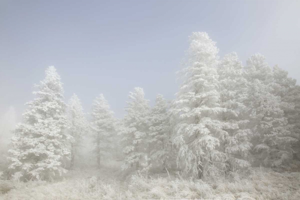 Colorado, Pike NF Trees with hoarfrost in fog art print by Don Grall for $57.95 CAD