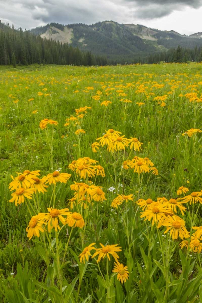 CO, Gunnison NF Sneezeweed blossoms in a meadow art print by Cathy and Gordon Illg for $57.95 CAD