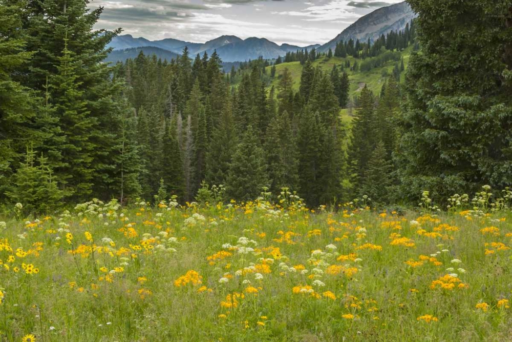 Colorado, Gunnison NF Mountain meadow landscape art print by Cathy and Gordon Illg for $57.95 CAD