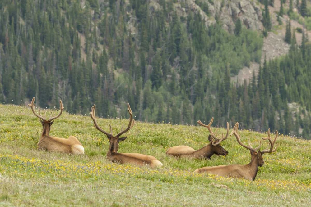 Colorado, Rocky Mts Bull elk in velvet resting art print by Cathy and Gordon Illg for $57.95 CAD