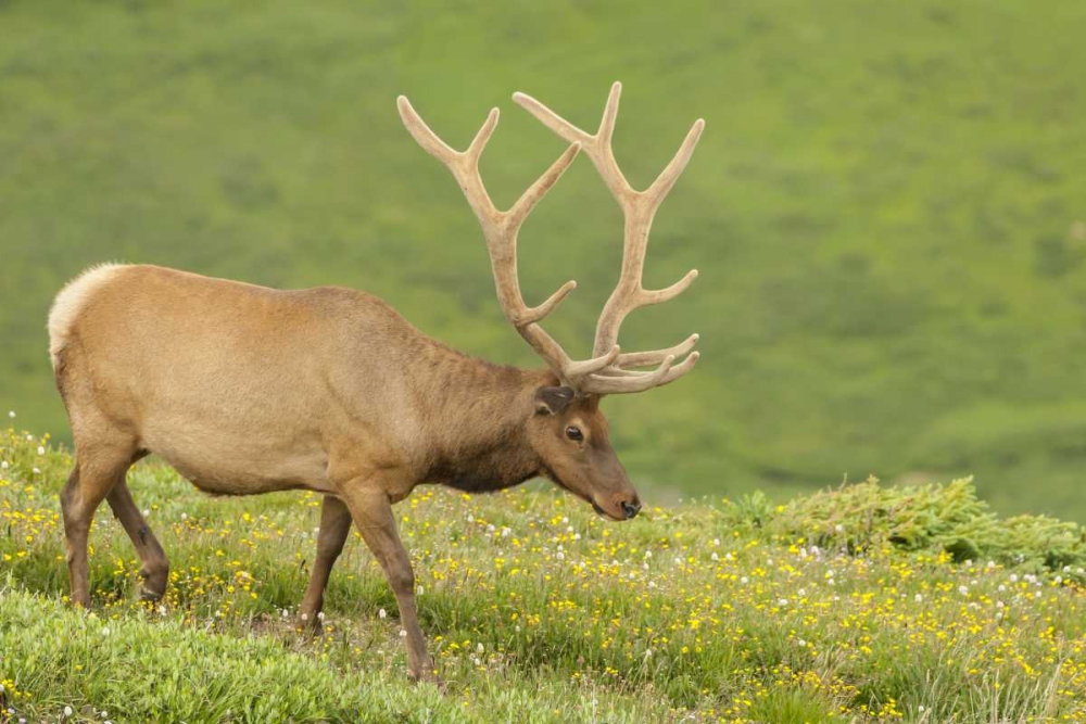 Colorado, Rocky Mts Bull elk in velvet walking art print by Cathy and Gordon Illg for $57.95 CAD