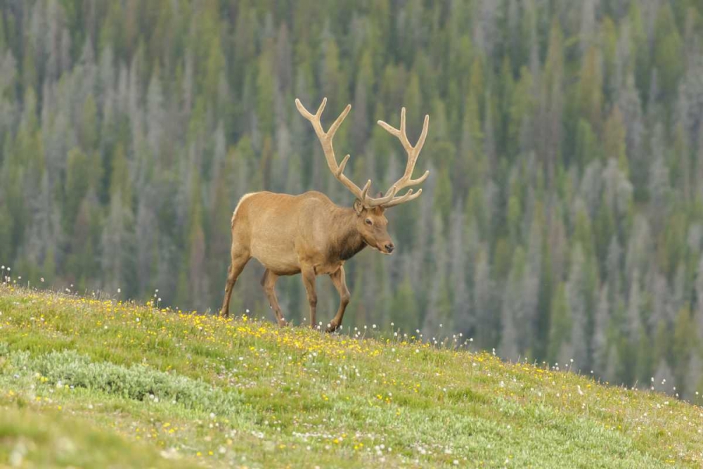 Colorado, Rocky Mts Bull elk in velvet walking art print by Cathy and Gordon Illg for $57.95 CAD