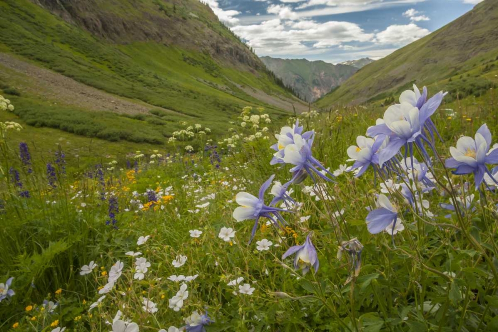 Colorado, San Juan Mts flowers in Maggies Gulch art print by Cathy and Gordon Illg for $57.95 CAD