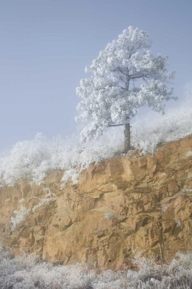 Colorado, Pike NF Hoarfrost on trees and grass art print by Don Grall for $57.95 CAD