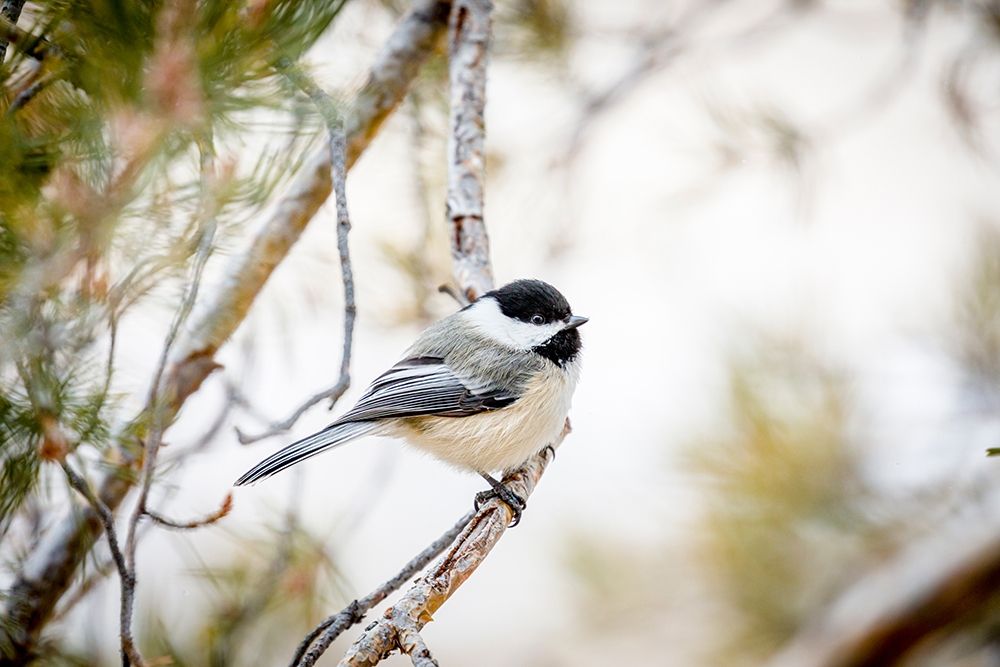 Colorado-Ft Collins Black-capped chickadee art print by Jaynes Gallery for $57.95 CAD
