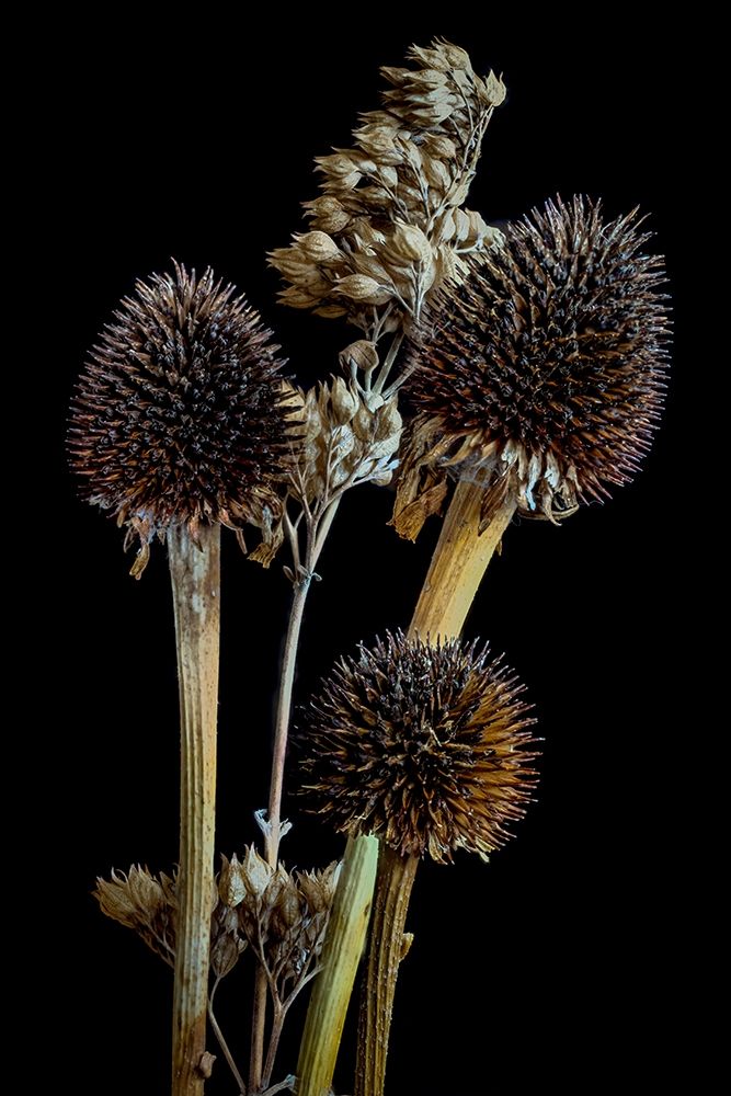Colorado-Ft Collins Mixed dried coneflowers art print by Jaynes Gallery for $57.95 CAD