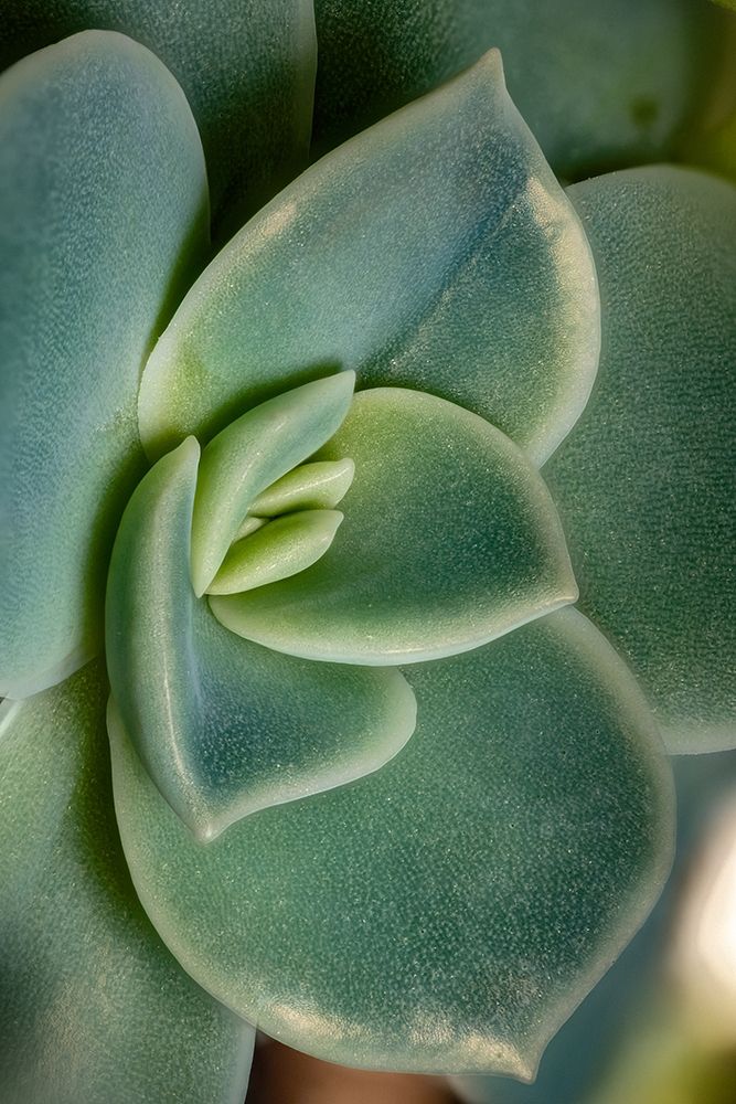 Colorado-Ft Collins Echeveria succulent art print by Jaynes Gallery for $57.95 CAD