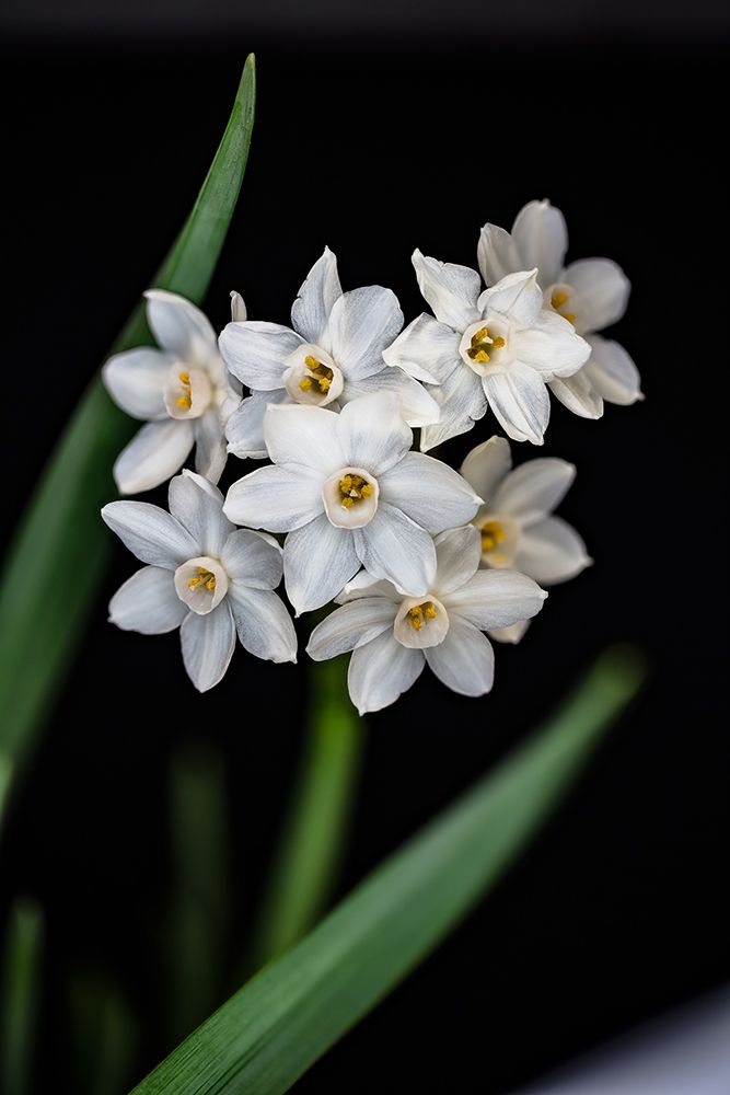 Colorado-Ft Collins Paperwhite flower and stems art print by Jaynes Gallery for $57.95 CAD