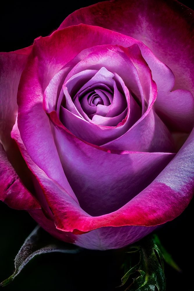 Colorado-Ft Collins Rose flower close-up art print by Jaynes Gallery for $57.95 CAD
