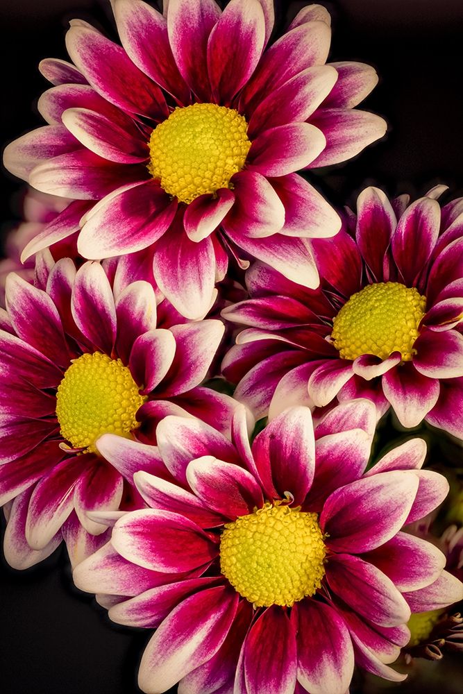 Colorado-Ft Collins Daisies close-up art print by Jaynes Gallery for $57.95 CAD