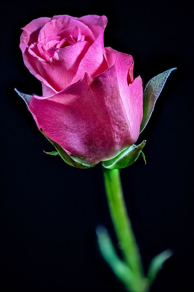 Colorado-Ft Collins Rose flower close-up art print by Jaynes Gallery for $57.95 CAD