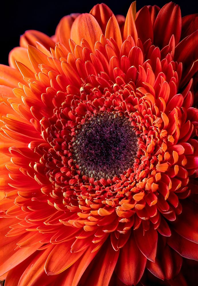 Colorado-Ft Collins Orange gerbera daisy art print by Jaynes Gallery for $57.95 CAD