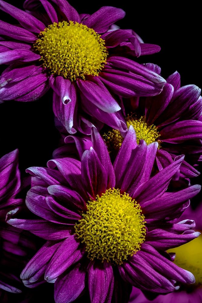 Colorado-Ft Collins Daisies close-up art print by Jaynes Gallery for $57.95 CAD