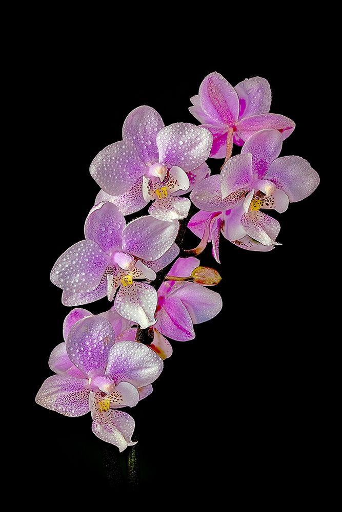 Colorado-Ft Collins Wet phalaenopsis orchids art print by Jaynes Gallery for $57.95 CAD