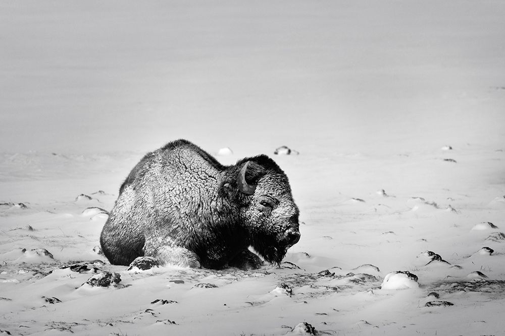 Colorado Bison lies on snow-covered mountain pasture art print by Jaynes Gallery for $57.95 CAD