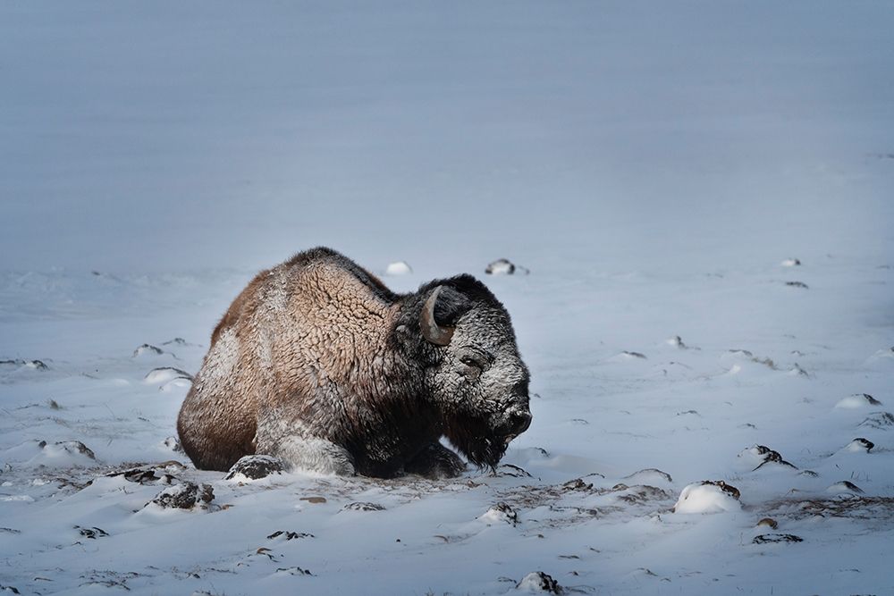 Colorado Bison lies on snow-covered mountain pasture art print by Jaynes Gallery for $57.95 CAD