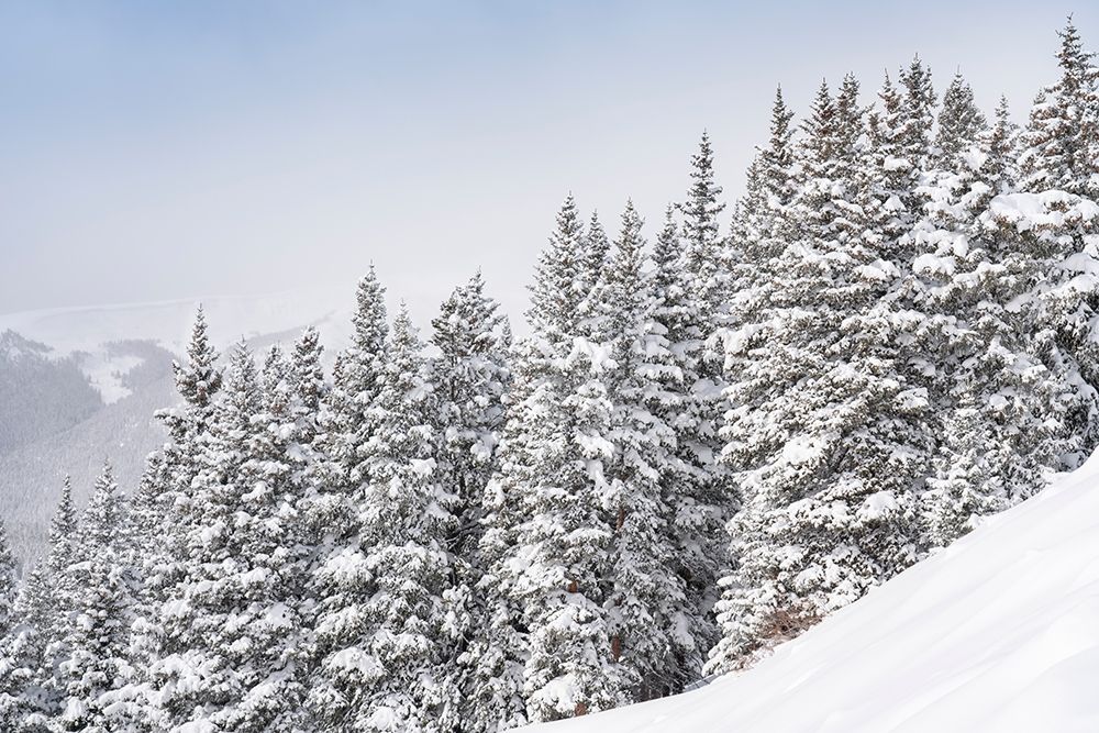 Colorado Fresh snow on spruce trees art print by Jaynes Gallery for $57.95 CAD