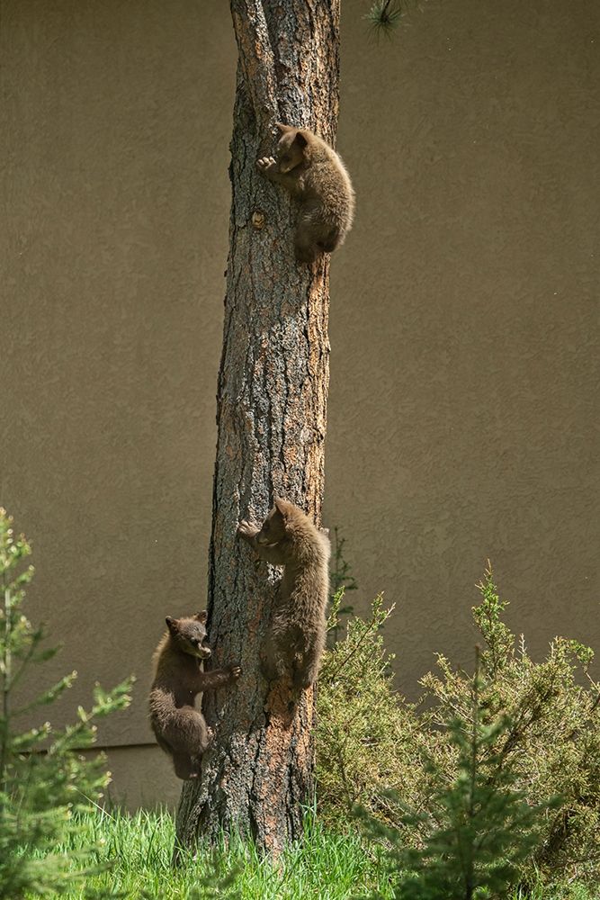Colorado-Woodland Park Black bear cubs climbing tree art print by Jaynes Gallery for $57.95 CAD