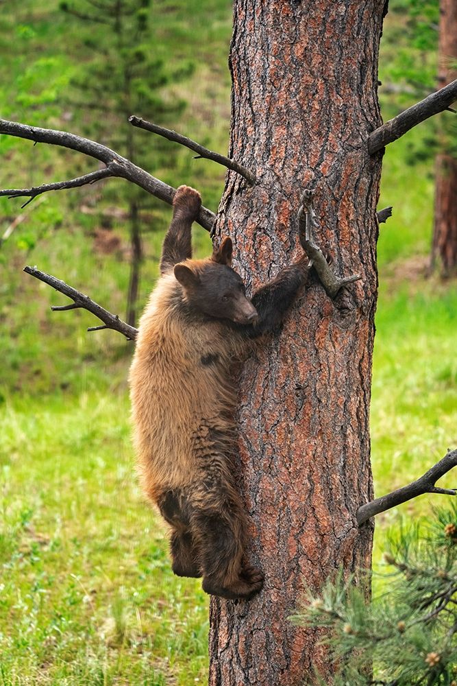 Colorado-Pike National Forest Black bear subadult descends tree art print by Jaynes Gallery for $57.95 CAD