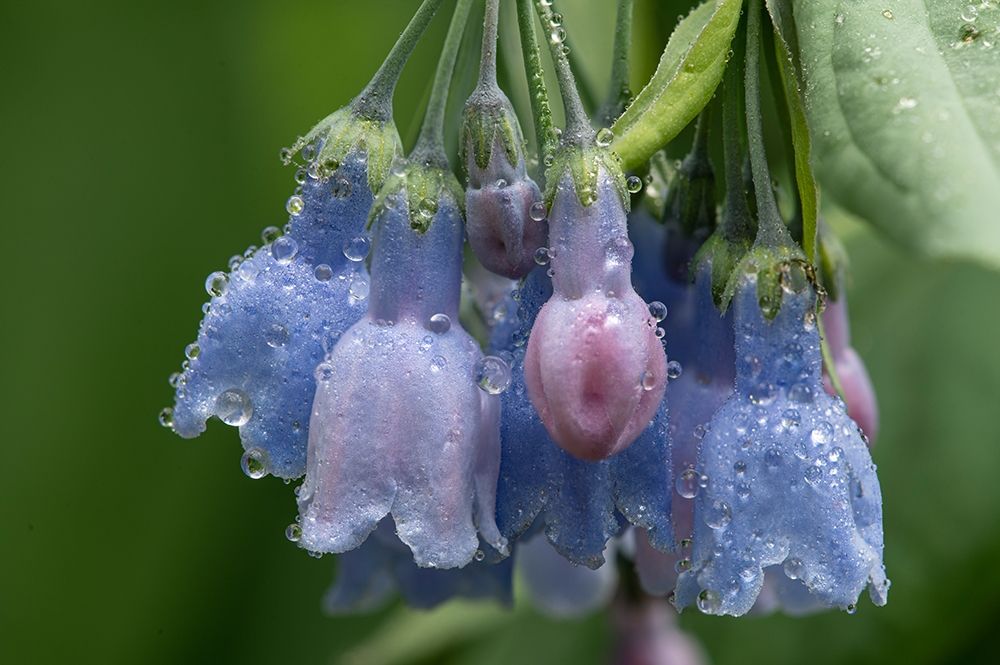 Colorado-Stony Pass Raindrops on bluebell flowers art print by Jaynes Gallery for $57.95 CAD