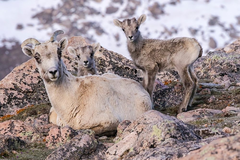 Colorado-Mt Evans Rocky Mountain bighorn sheep ewe and lamb resting art print by Jaynes Gallery for $57.95 CAD