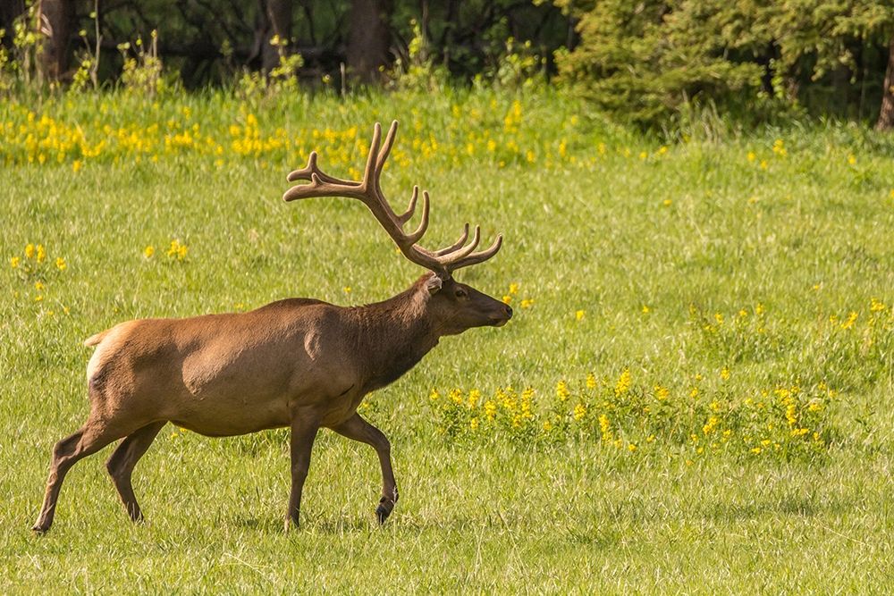Colorado-Rocky Mountain National Park Bull elk in field art print by Jaynes Gallery for $57.95 CAD