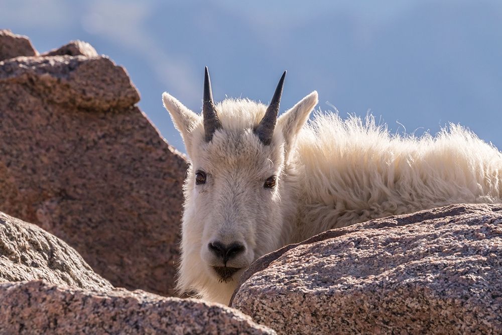 Colorado-Mt Evans Young mountain goat and rocks art print by Jaynes Gallery for $57.95 CAD