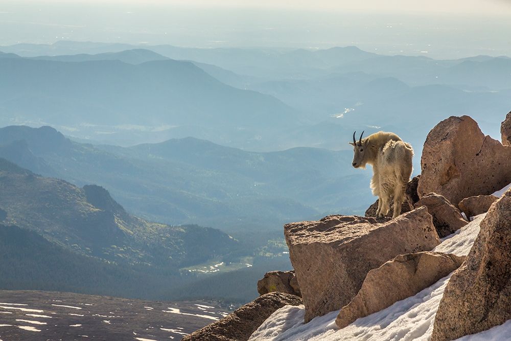 Colorado-Mt Evans Mountain goat on rocky overlook art print by Jaynes Gallery for $57.95 CAD