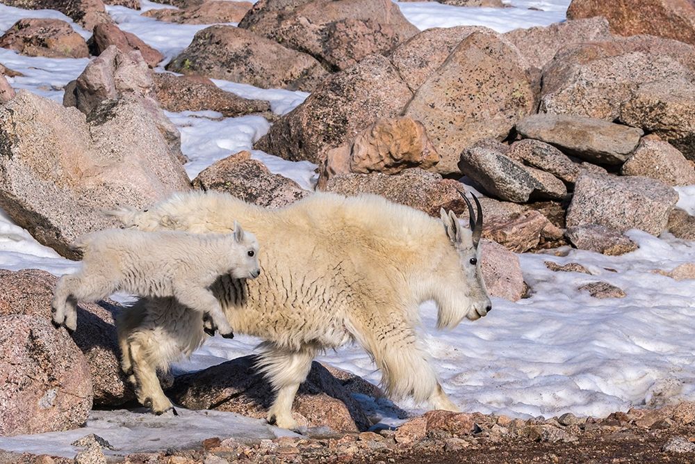 Colorado-Mt Evans Mountain goat nanny and jumping kid art print by Jaynes Gallery for $57.95 CAD