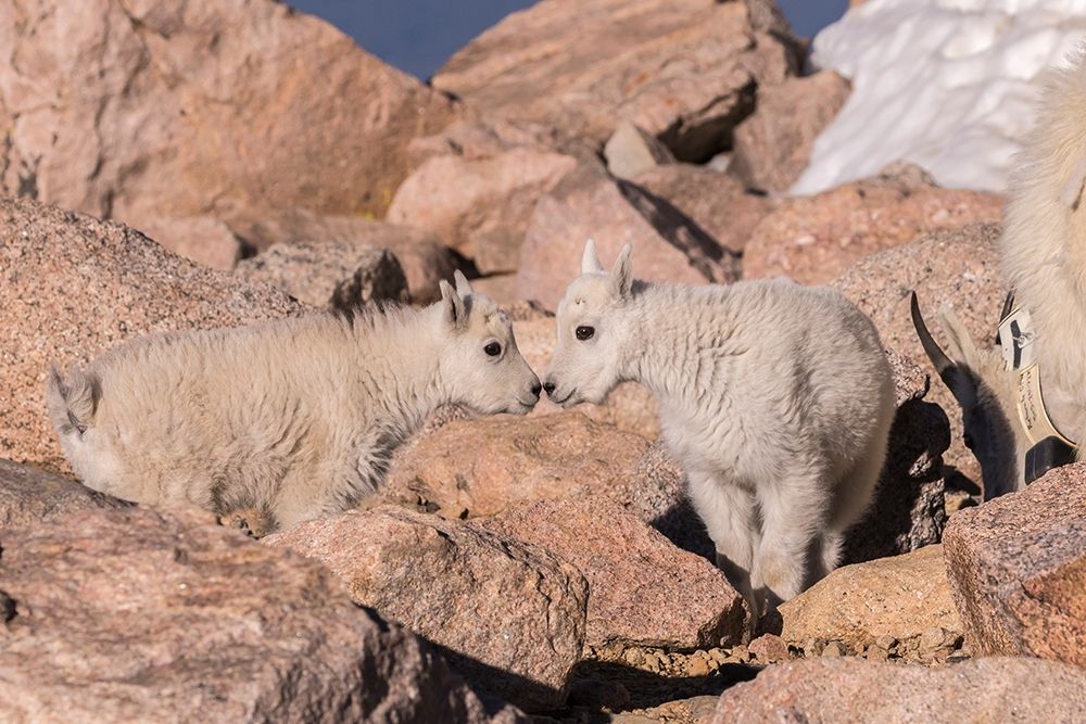 Colorado-Mt Evans Mountain goat kids greeting art print by Jaynes Gallery for $57.95 CAD