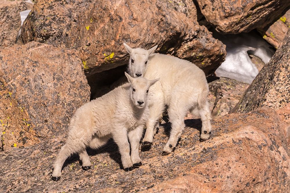 Colorado-Mt Evans Young mountain goats on rocks art print by Jaynes Gallery for $57.95 CAD