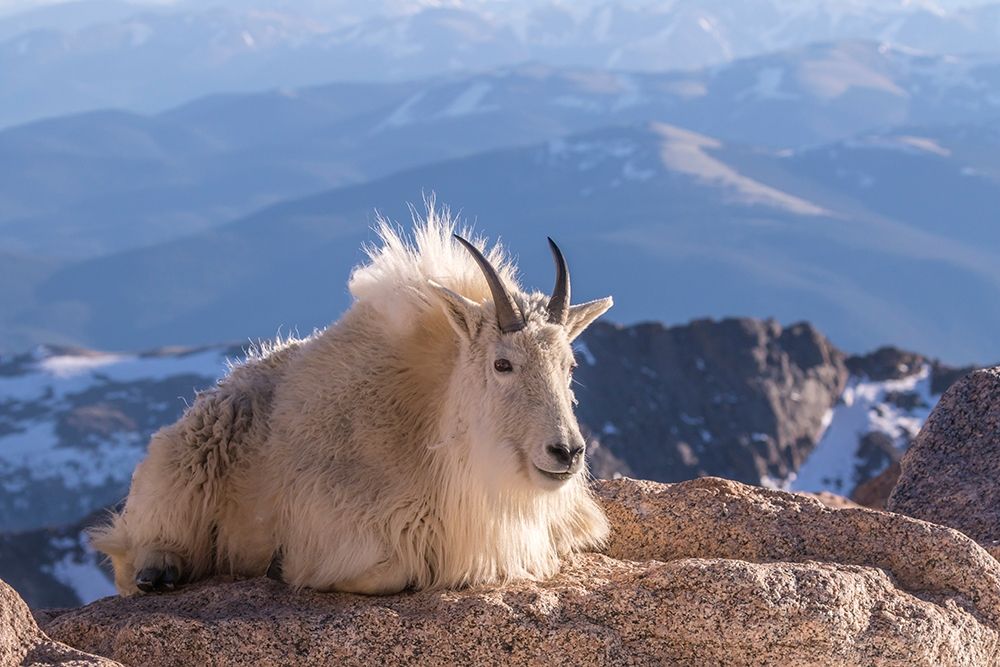Colorado-Mt Evans Mountain goat on rocky overlook art print by Jaynes Gallery for $57.95 CAD