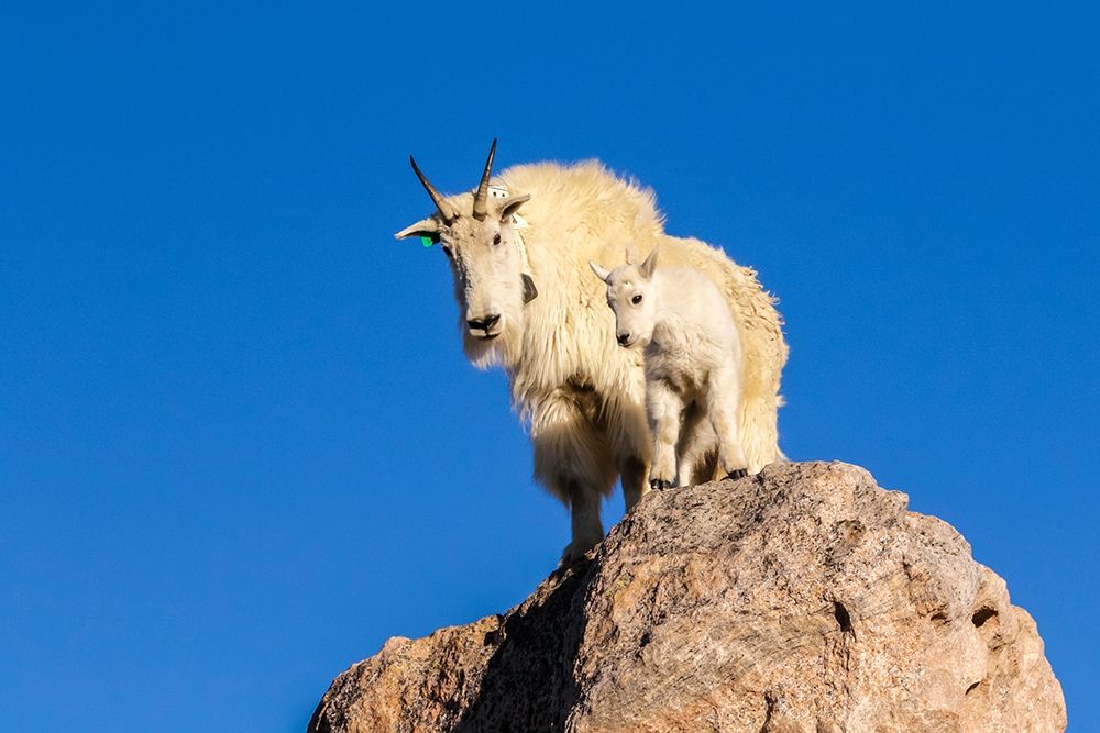 Colorado-Mt Evans Mountain goat nanny and kit atop rock art print by Jaynes Gallery for $57.95 CAD