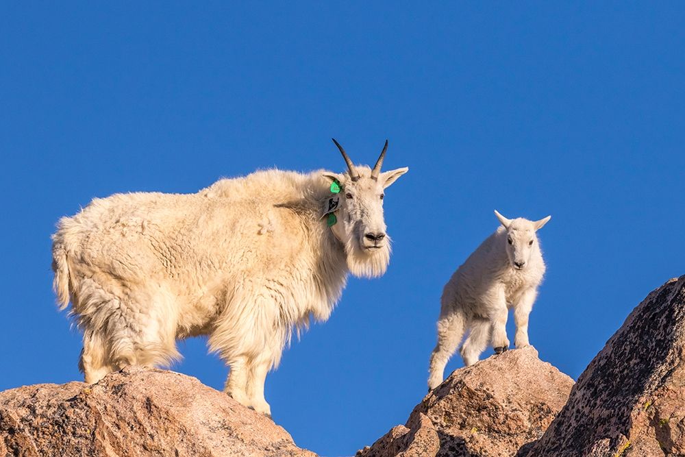 Colorado-Mt Evans Mountain goat nanny and kid atop rock art print by Jaynes Gallery for $57.95 CAD