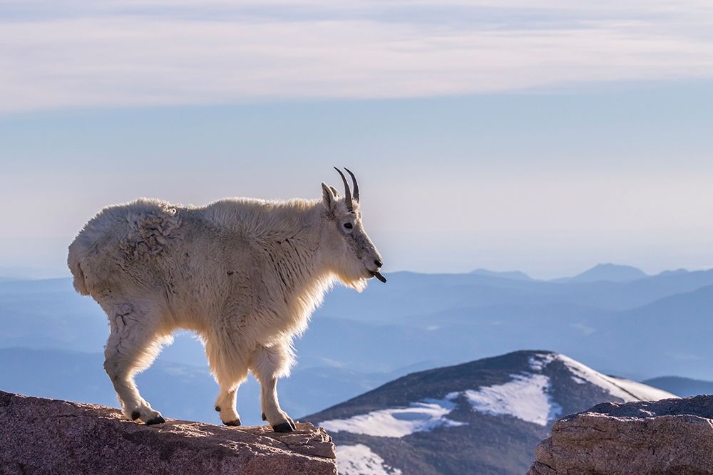 Colorado-Mt Evans Mountain goat sticking out its tongue atop rock art print by Jaynes Gallery for $57.95 CAD